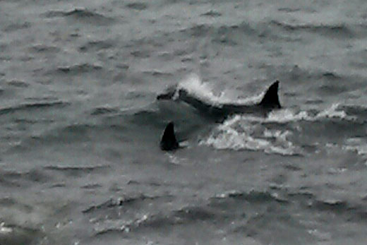 Sunlive Orca Snapped Swimming In Harbour The Bay S News First