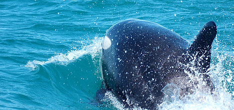 Sunlive Orca In Close At Papamoa The Bay S News First