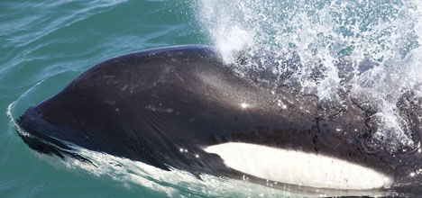 SunLive Up Close With Visiting Orca The Bay S News First