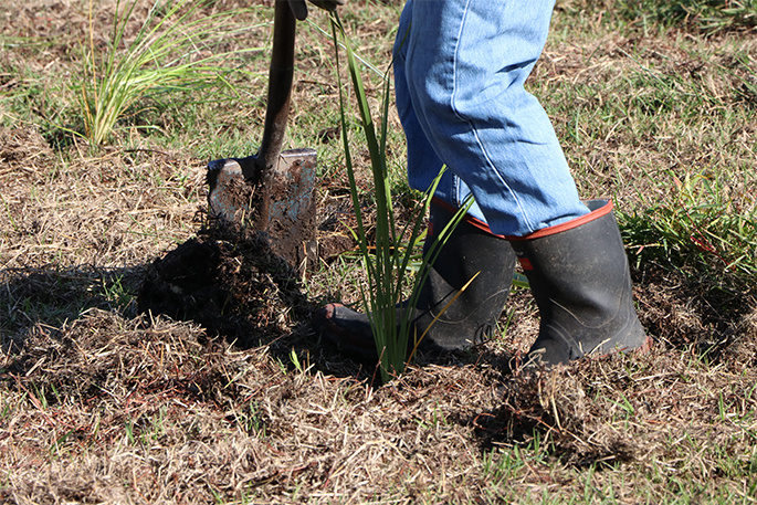 Sunlive Councils To Plant Trees Marking Kings Coronation The Bay S