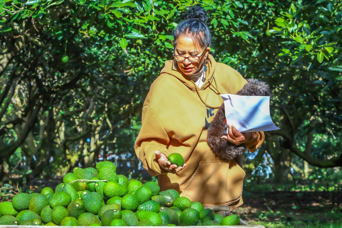 Matakana's green gold