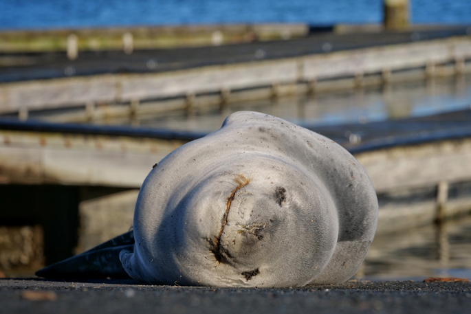 SunLive - Leopard seal’s Tauranga snooze draws a crowd - The Bay's News First