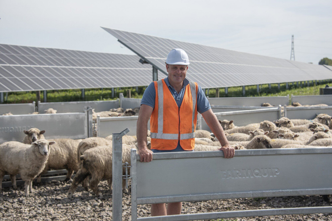 SunLive - BOP solar farm keeping sheep on the land - The Bay's News First