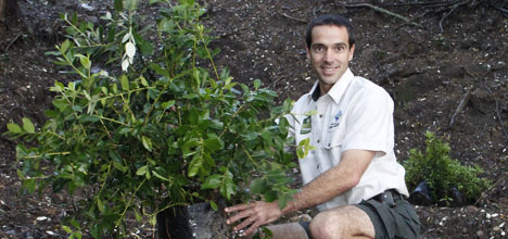 Mapunao Tree SunLive - Pohutukawas to stabilise Mauao - The Bay's News First