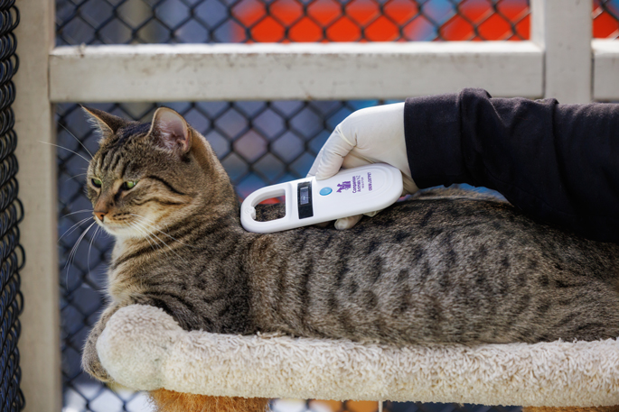 SunLive - Pet owners urged to check chip details - The Bay's News First
