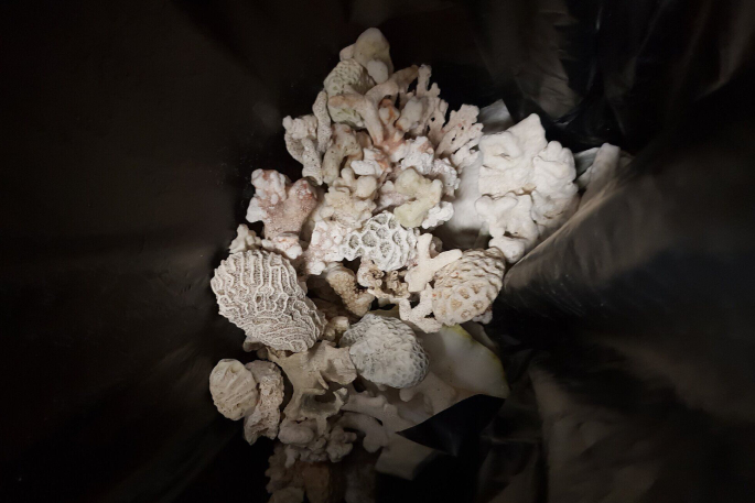 SunLive - Coral and clam haul warning for holidaymakers - The Bay's News First