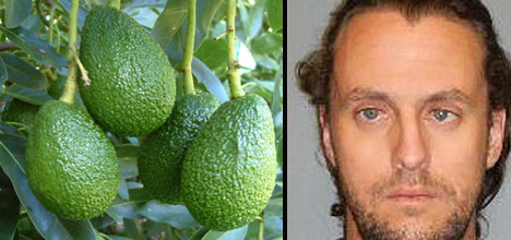 Sunlive Jailed For Stealing Avocados The Bay S News First