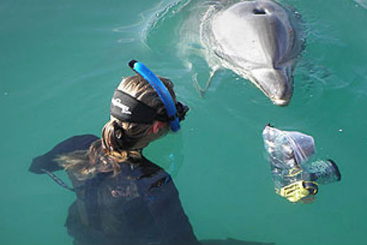 Moko Fish SunLive - Moko’s story going international - The Bay's News First