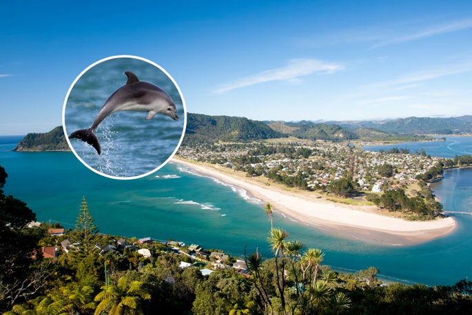Decapitated dolphin mystery may never be solved