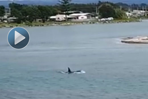 SunLive - Orca check out the local sites - The Bay's News First