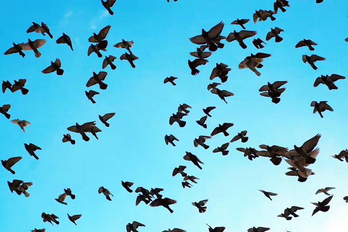 Public to report dead birds as H5N1 reaches NZ