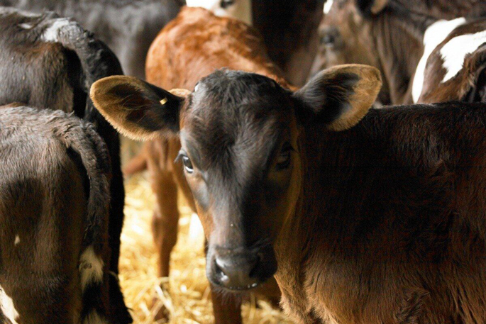 Dairy farmers invest in more animal housing