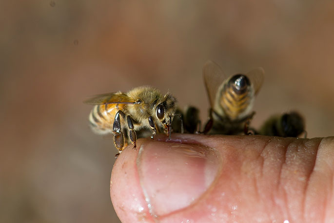 Rewarewa being planted in South Taranaki for honey project