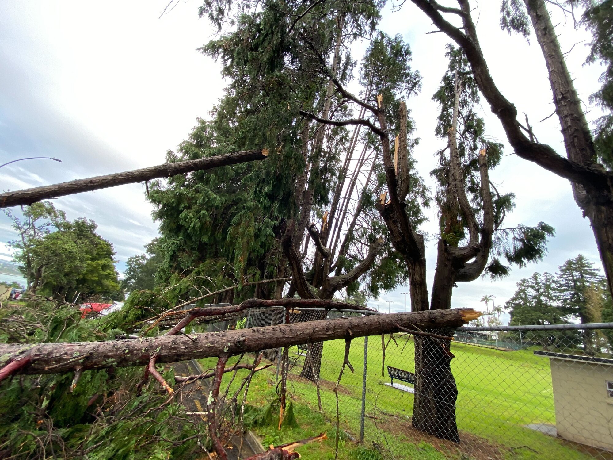 Storm damage in Hamilton St, Tauranga CBD. Photo / Rosalie Liddle Crawford 
