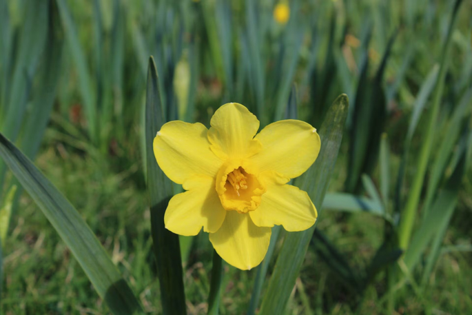 SunLive - Why daffodils? - The Bay's News First