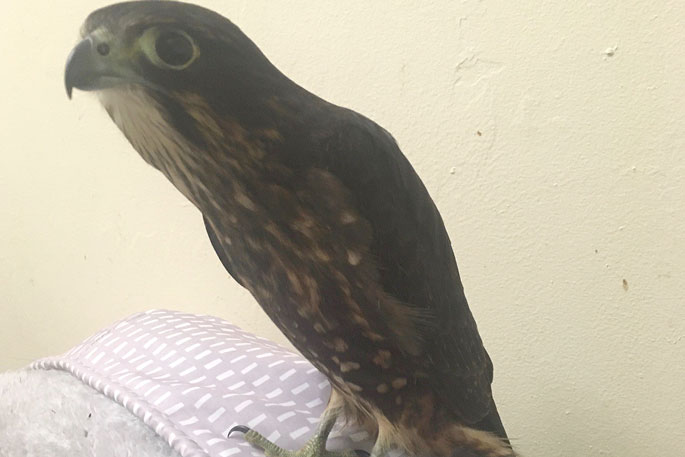 SunLive - Injured falcon faces long recovery - The Bay's News First