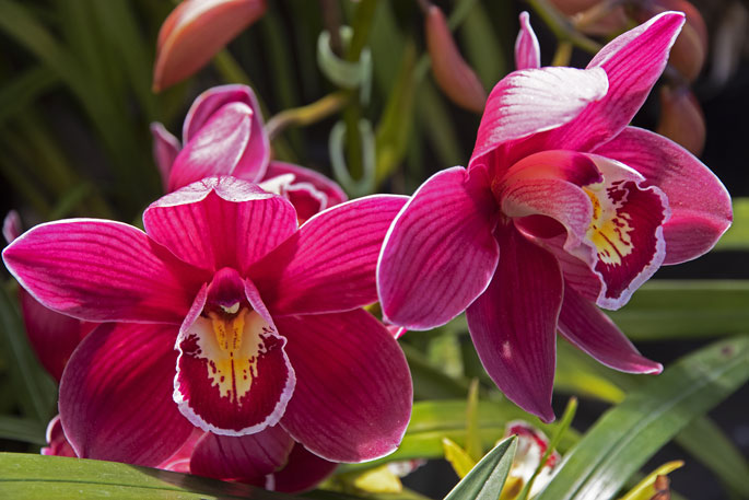 SunLive - Tauranga Orchid show returns - The Bay's News First