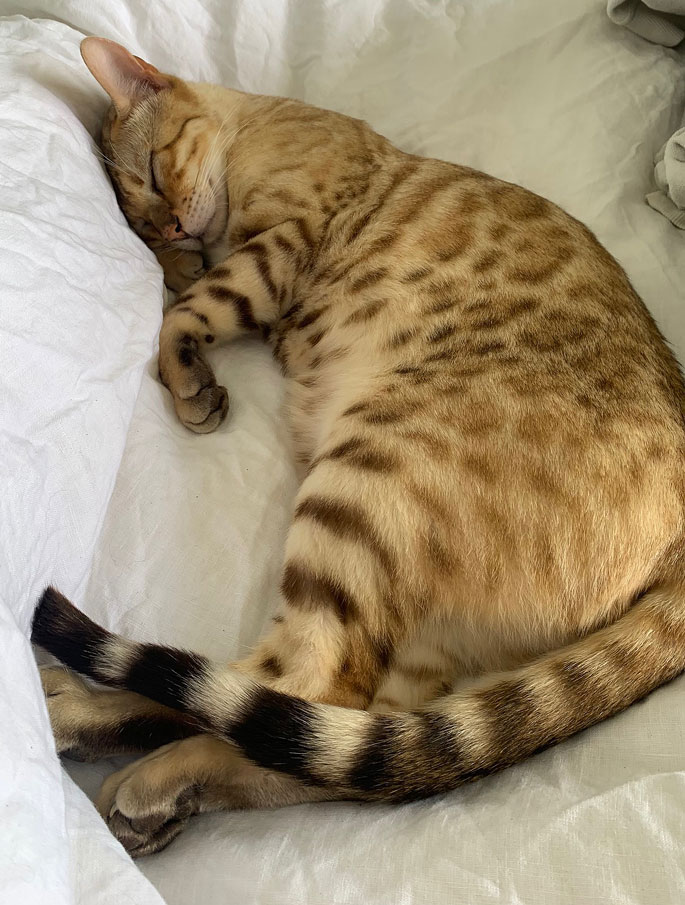 SunLive - Rare cat suspected stolen in Te Puna - The Bay's News First