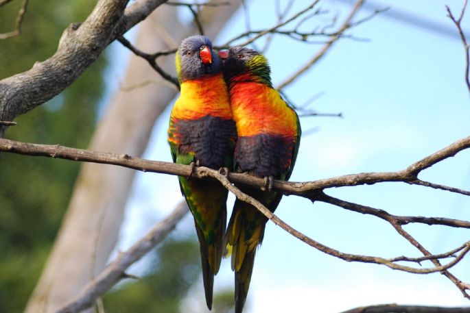 SunLive - Rainbow lorikeets spotted at Waihī Beach - The Bay's News First