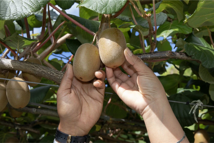 SunLive - Kiwifruit project wins national award - The Bay's News First