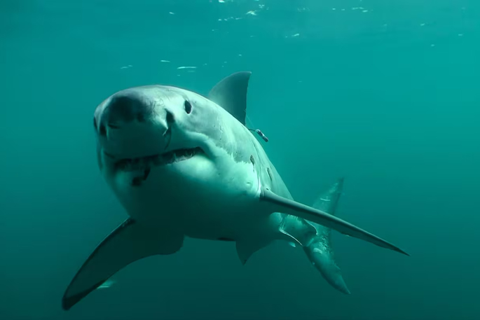 Sharks head for NZ to enjoy our summer