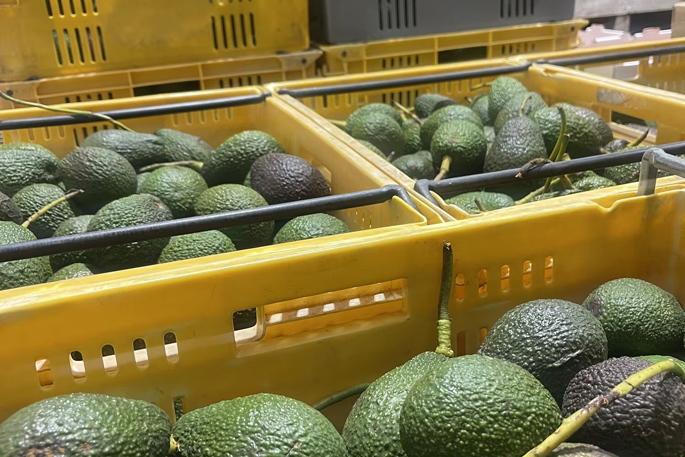 NZ avocado industry battles tough season ahead