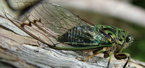 SunLive - Late cicadas still digging - The Bay's News First