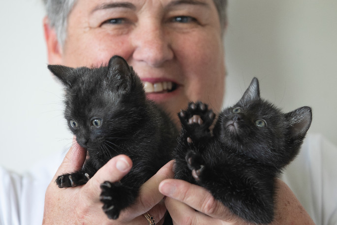 SunLive - Midnight and tuxedo kittens snubbed - The Bay's News First