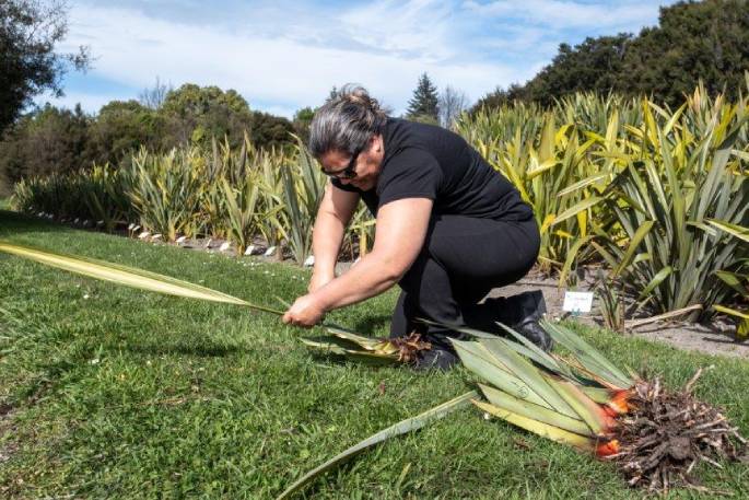 SunLive - Katikati cultivates Pa Harakeke - The Bay's News First