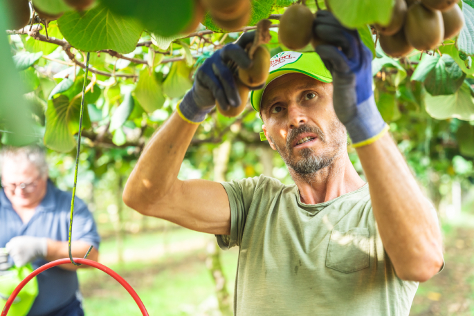 SunLive - Zespri's biggest yet Northern Hemisphere harvest - The Bay's  News First