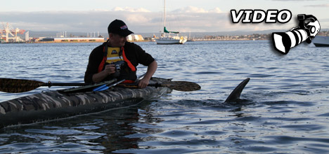 Moko Fish SunLive - Different reception for man than fish - The Bay's News First