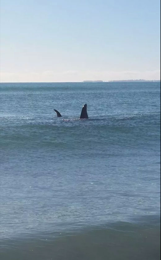 SunLive - Orca spotted at Mount - The Bay's News First