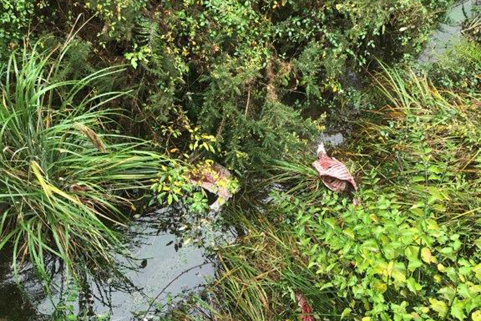 SunLive - Animal carcasses and offal dumped in Oropi stream - The Bay&#39;s  News First
