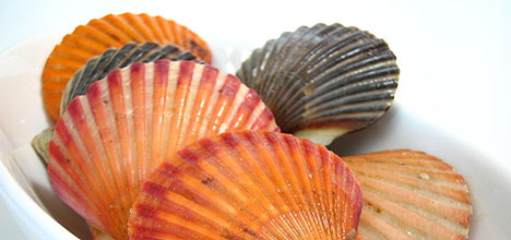 SunLive - Shellfish ban remains for BOP - The Bay's News First